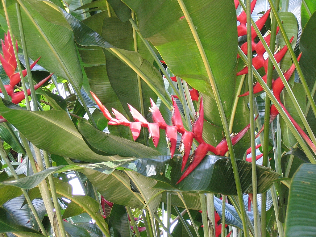 CairnsTC026 Jardin Botanique 026.jpg